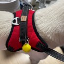 멍, 타임 | [하네스전문점, 멍타임] 진도견 성돌이의 하네스 이야기 (내돈내산, 멍타임 하네스 후기)