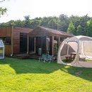 스테이나무 이미지