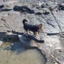 강아지와 산책 이미지