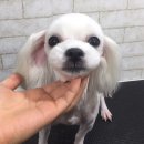 아이펫샵 이미지