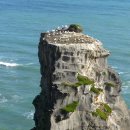 오클랜드(Auckland)/무리와이 비치(Muriwai Beach)&Waitakere Ranges Regional Park 이미지