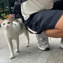 MJ Ground 휘트니스 클럽 | 필리핀 아닐라오 다이빙 투어 6편 수면휴식(래플스 마카티, 그린벨트 스타벅스R, KE624 귀국)