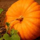 피로 해소부터 면역력 강화까지… 늙은호박의 효능 이미지