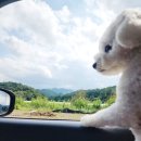 창넓은펜션 | 왓츠인마이블로그 국내여행_ 경북상주 애견독채펜션 넓은 개별잔디마당 있는 월월애견펜션 방문후기