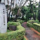 비발디 향기나무 이미지