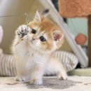 라온캣 부산화명점 이미지