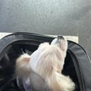 페츠베리머치 카페 이미지