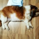 예일동물병원 이미지