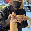 루시스틱 볼파이톤/루시스틱 블루아이 볼파이톤/볼파이톤 입양 후기! (with.부산 파충류샵 스마일게코)