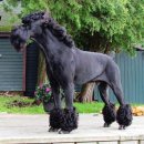 애견백과 - 자이언트 슈나우저 (Giant Schnauzer) 이미지