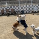 라드독 이미지