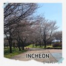 (주)햇살드림푸드플래닛점 | 청라 드림파크 야생화단지 벚꽃길 산책 실시간 개화상황 및 관광꿀팁