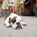 21세기동물병원 이미지