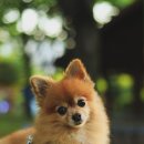 오구 수제간식 이미지