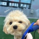 놀러오개(도화점) 이미지