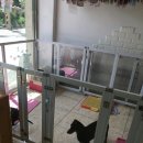 코디애견샵 이미지