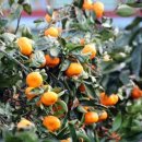 돌집 by 신대장 이미지