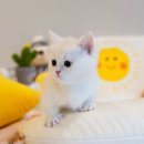 왕십리 고양이 위너펫 24시 이미지