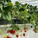 리리팜 부산 | 20개월 아기랑 부산근교 밀양 팜파레 금실딸기 체험 후기.