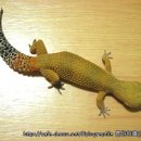 수퍼캐롯 이미지