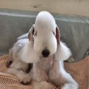 달이네 애견미용실 이미지