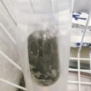 까까앤독 이미지