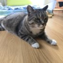 영보목장 이미지