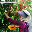 동광목장 이미지