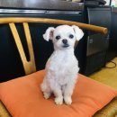 광주동물메디컬센터 이미지