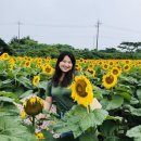 노화해바라기 이미지