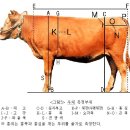 한우 체척치 요령 <한국종축개량협회> 이미지