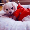 별사랑동물병원 이미지