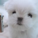 이정훈 강아지 네이버블로그