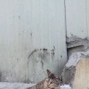 내친구고양이 이미지