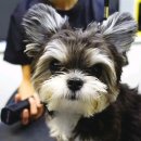 댕댕이미용 이미지