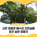 오인숲 이미지