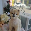 큐티펫살롱 이미지