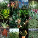 알로에(ALOE)