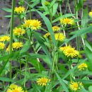 풍산마을 이미지