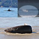 범고래PC 이미지