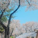 돌담길 | 경주 대릉원돌담길 축제 후기 경주벚꽃명소