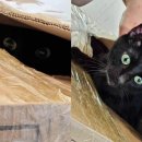상자 안 고양이