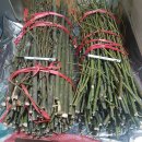 고산 벌나무잔가지, 산당귀씨앗, 오래된잔나비버섯(장식용,약용). 이미지