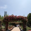 송도공원주 | 송도 해돋이공원 장미원 실시간 개화 후기(2026.5.24)