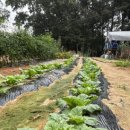 서윤농장 이미지