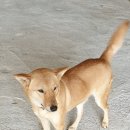 홍주가 이미지