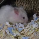 달빛 햄스터리 서울점 | [서울/수원]달빛햄스터리에서 햄스터 분양 받은 이야기