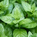 페퍼민트 이미지