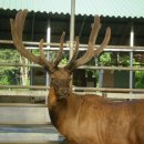 안터사슴농장 이미지