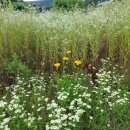 식물도감 이미지